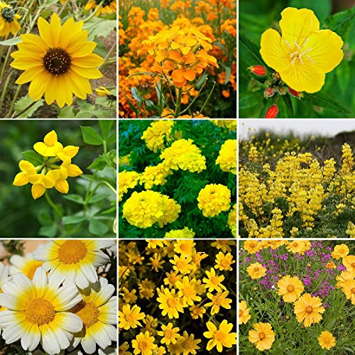 Eden Brothers Ole Yeller Wildflower Mixed Seeds for Planting, 1/4 lb, 120,000+ Seeds with African Marigold, Sunflower | Attracts Pollinators, Plant in Spring or Fall, Zones 3, 4, 5, 6, 7, 8, 9, 10