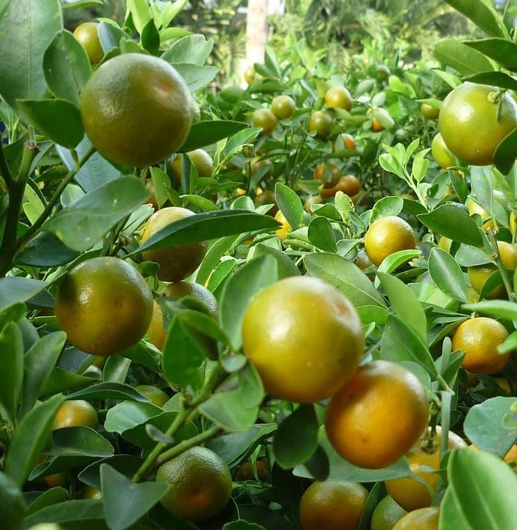 Grafted Calamondin Orange Tree Calamansi Plant Kalamansi Tree 2 to 3 Ft Tall Gallon Pot, No Ship CA