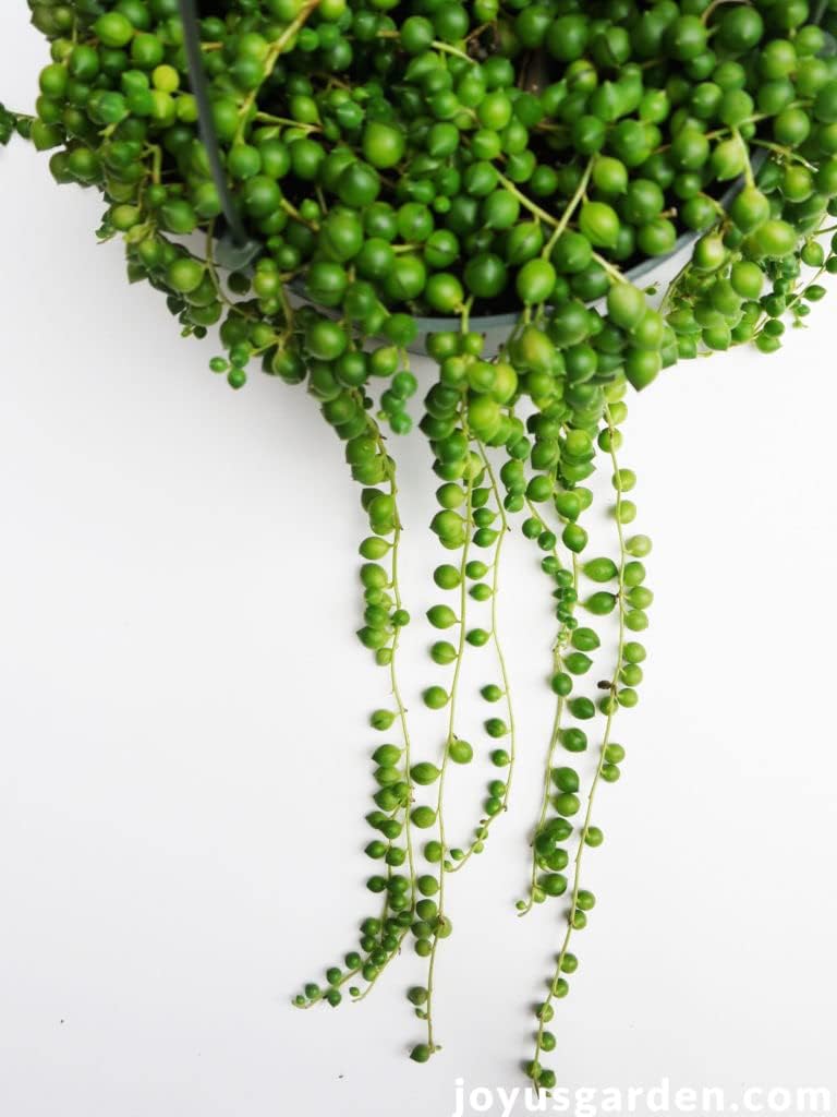 See full amazon price history chart for Guruji plantation Healthy Succulent Plant String Of Pearls Balcony Live Computer Table | House | Office Desk | Garden Guruji plantation Healthy Succulent Plant String Of Pearls Balcony Live Computer Table | House | Office Desk | Garden (B0D4R2QX5B) Amazon Price History, Amazon Price Tracker