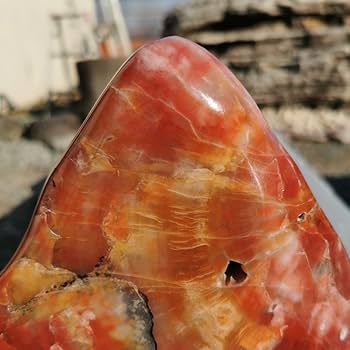 Amazon.co.jp: アリゾナ産珪化木 1.6キロ 木化石 化石 鑑賞石 石 置物