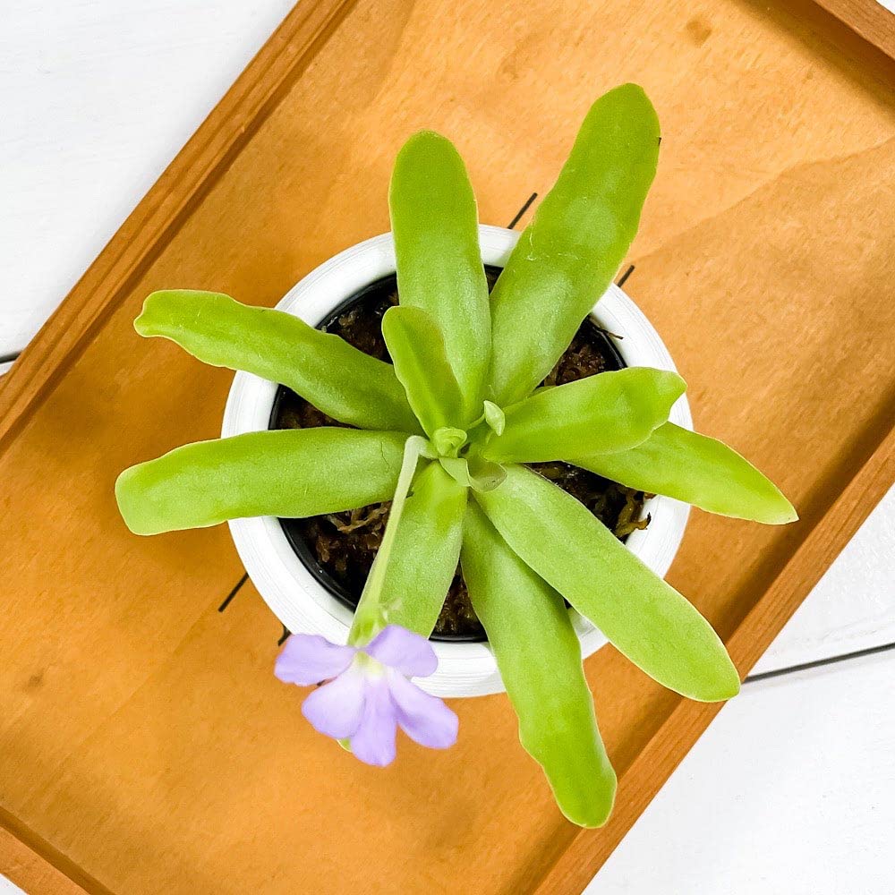 【洋書_図鑑】ラテンアメリカのムシトリスミレ 洋書_図鑑】ラテンアメリカのムシトリスミレ