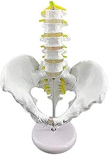 Study Model Human Torso Model Human Pelvic Anatomical Model,Male Pelvis with Five Lumbar Vertebrae Models,Medical Training Aid Medical Life Size Anatomical Model SaiFei