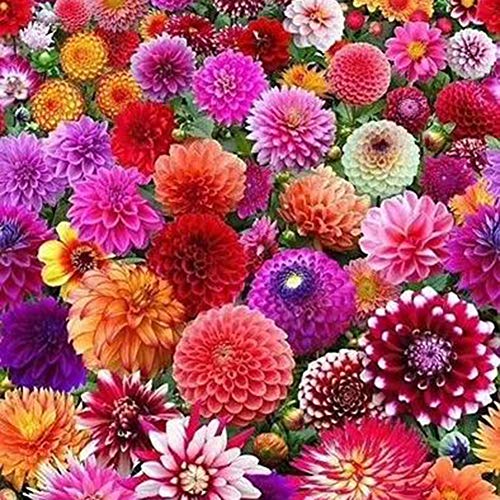 Preisvergleich Produktbild Dahlia Samen,Dahlia Seeds,Balkon Blumensamen Pflanzen samen gemüse,Gartengemüse,100% Natur Saat,handverpackt Saatgut 50 Stück