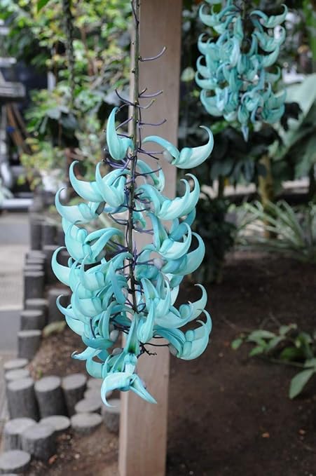 Amazon ヒスイカズラ ジェードバイン 3号ポット苗 Strongylodon Macrobotrys 生産直売 Exotic Plants ホーム キッチン