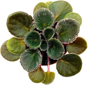 Precious Lavender Variegated Mini African Violet, 2 inch Miniature Gesneriad Tiny Pixie Plant