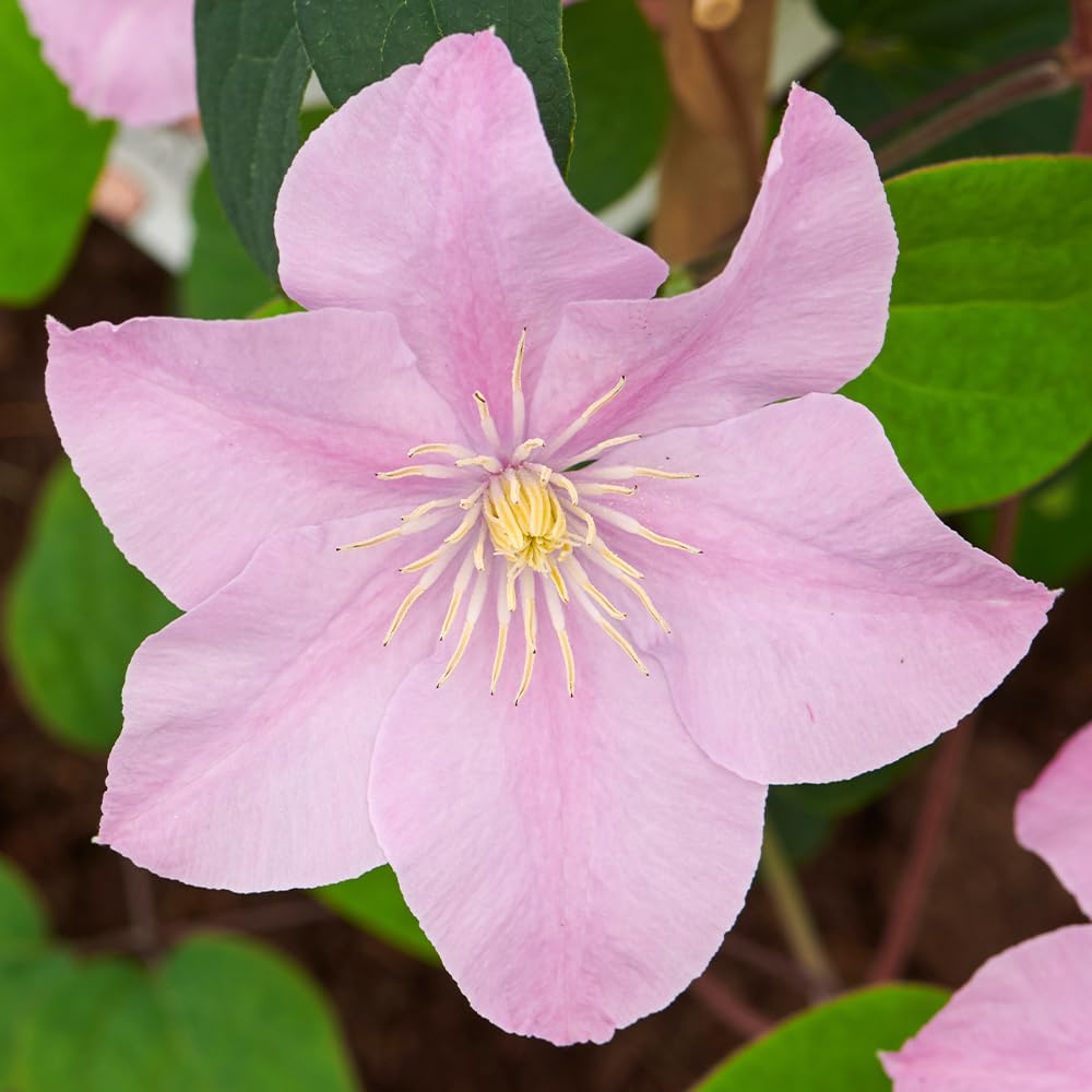 Yougarden Pink Clematis 'Pompeii Boulevard', 3 X Established Plants In 10.5Cm Pots