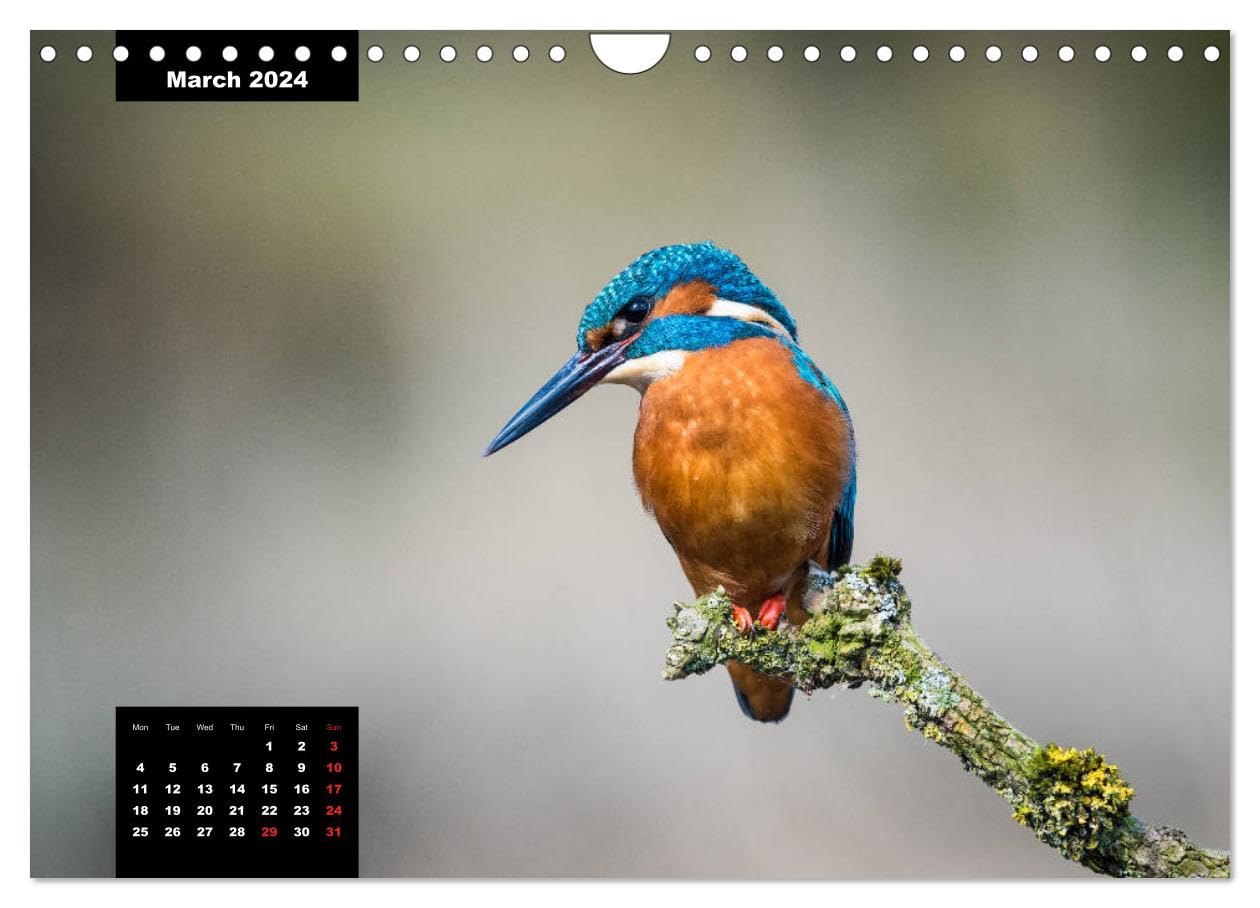 Amazon.com: Beautiful birds THE KINGFISHER (Wall Calendar 2024 DIN A4  Landscape), CALVENDO 12 Month Wall Calendar : Everything Else