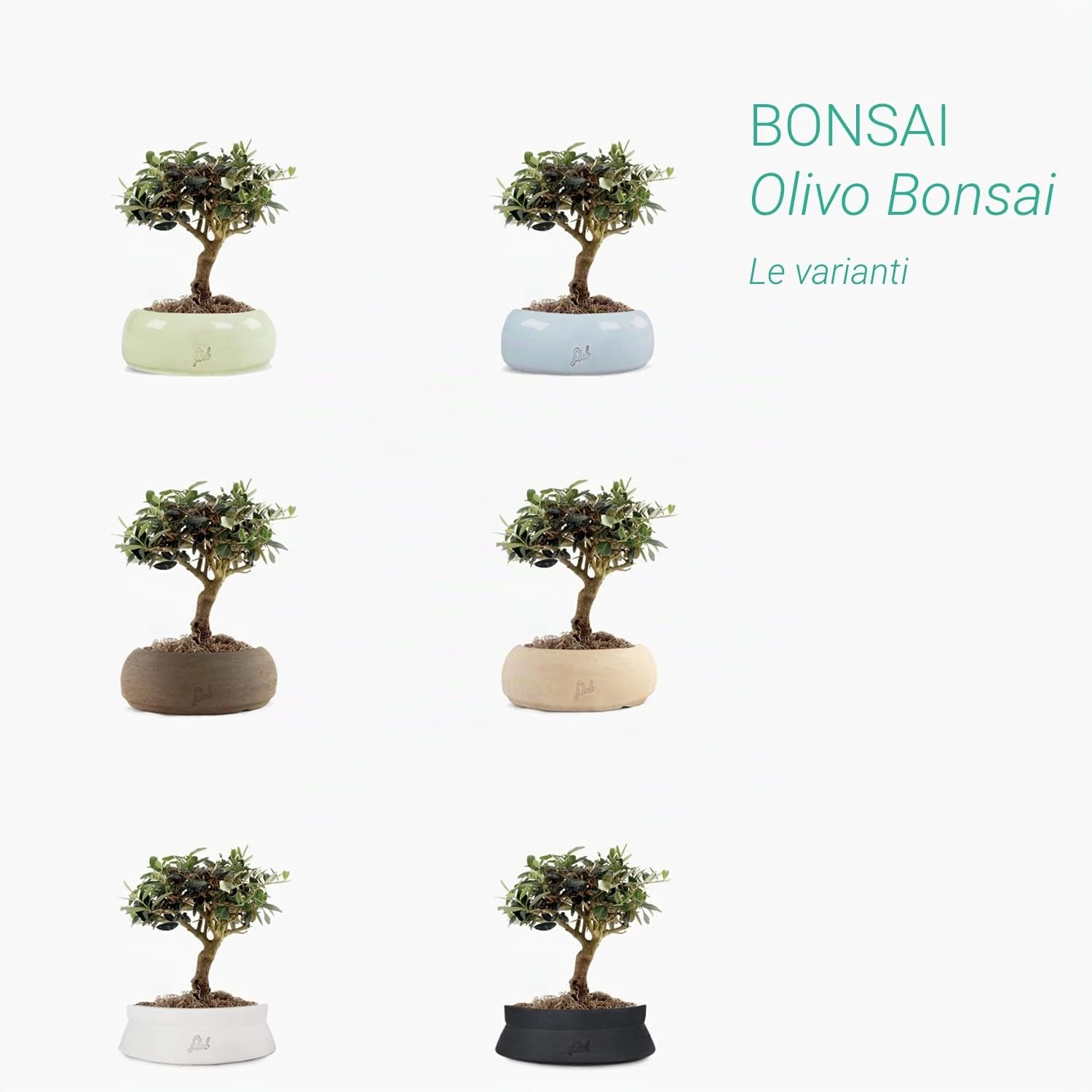 Olivo Bonsai Altezza 35 cm, Pianta Vera, Pianta da Interno ed Esterno - Vaso Artigianale di Terracotta - Bianco