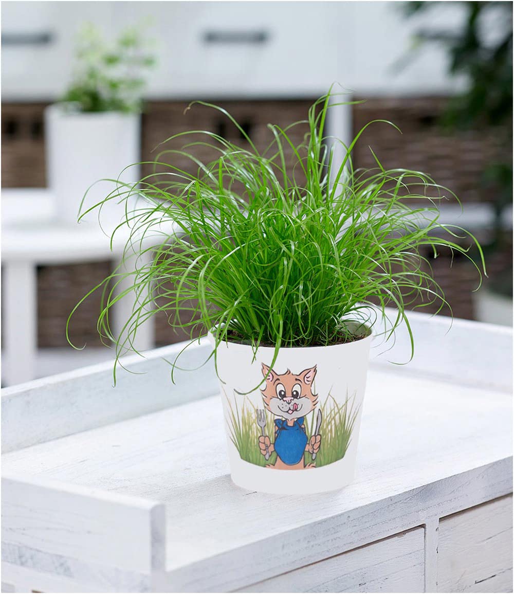 BALDUR Garten Katzengras, 1 Pflanze | fertig gewachsen | Zur  Verdauungsuntersttzung von Katzen| Grnfutter fr die Katze |Zimmerpflanze  Cyperus, Grnpflanze, mehrjhrig - frostfrei halten : Amazon.de: Garten