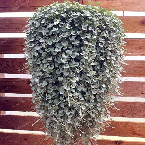 Unknown Kucus Dichondra Repens Silver Falls Emerald Falls Ground Cover Seed in Hanging Baskets Very Creative Beautiful Potted Plants 100Pcs Color 1 Unknown Kucus Dichondra Repens Silver Falls Emerald Falls Ground Cover Seed in Hanging Baskets Very Creative Beautiful Potted Plants 100Pcs Color 1