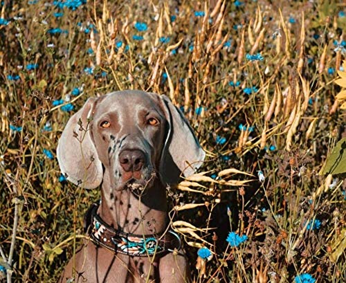 MICHUR Halona Hundehalsband Leder, Lederhalsband Hund, Halsband, Leder, Indianer, Schwarz Braun, in verschiedenen Größen erhältlich