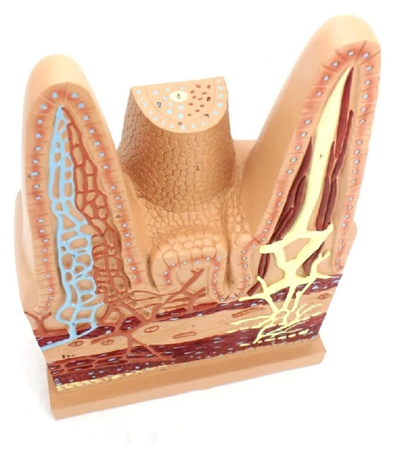 XINGLUOY Digestive System Small Intestine Villi Anatomy Model - Medical Biology Teaching Aids