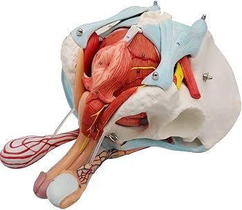 Amazon.co.jp: EVOTECH 男性骨盤モデル 取り外し可能な臓器付き 11