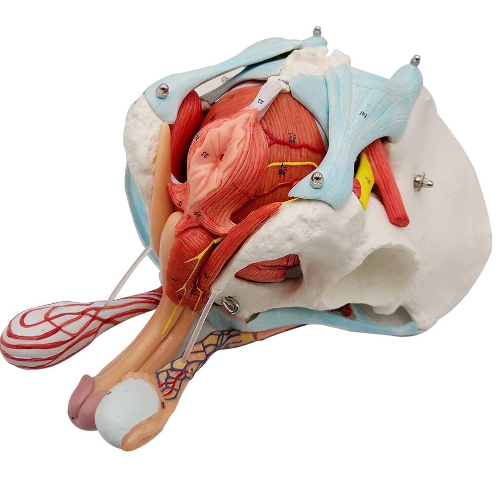 男性骨盤モデル 11分解 等身大 取り外し可能な器官・骨盤底筋付き 泌尿・体 Amazon.co.jp: EVOTECH 男性骨盤モデル 取り外し可能な臓器付き