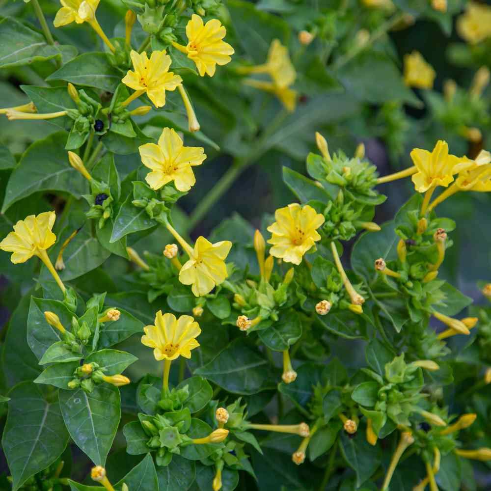 See full amazon price history chart for Floral Treasure - Four OClock Flower 10 Seeds for Growing, Mirabilis jalapa, Marvel of Peru Seeds for Garening (Yellow) Floral Treasure - Four OClock Flower 10 Seeds for Growing, Mirabilis jalapa, Marvel of Peru Seeds for Garening (Yellow) (B0CWJ1JPLV) Amazon Price History, Amazon Price Tracker