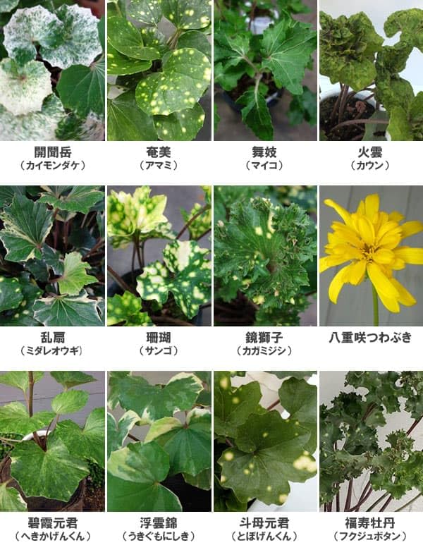ツワブキ様 リクエスト 4点 まとめ商品 Amazon.co.jp: ツワブキ：品種ミックス4号ポット 3株セット