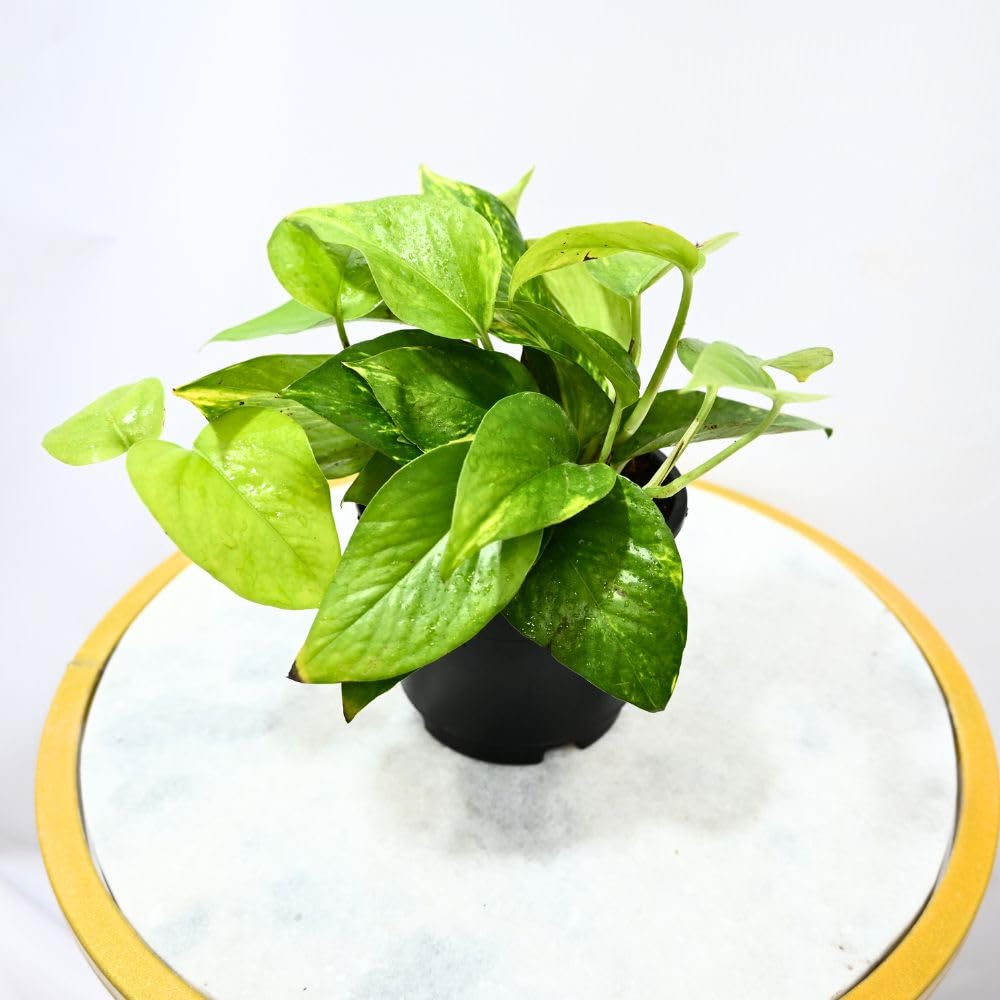 Nayra Money Plant - Green Indoor Plant with Pot -5 Nayra Money Plant - Green Indoor Plant with Pot -5
