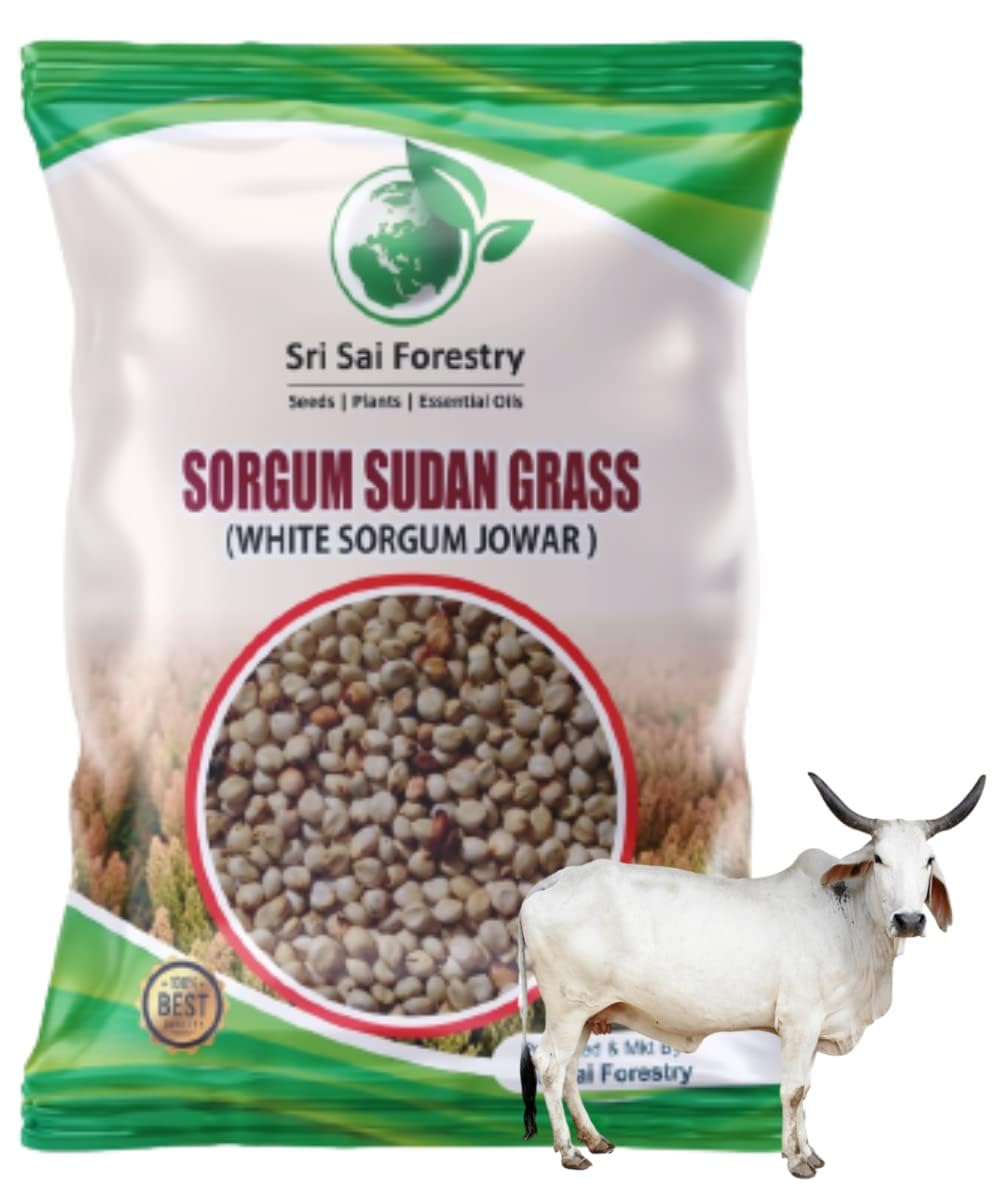 SRI SAI FORESTRY Sorghum Sudan Grass Fodder Seeds for Cow - 1KG (B0CD792HDJ) Amazon Price History, Amazon Price Tracker