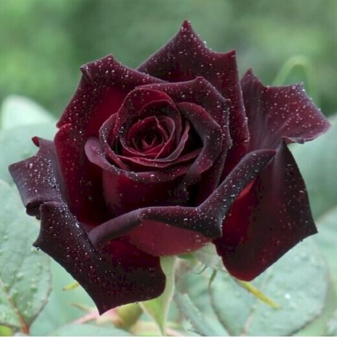 Black Red Velvet Climbing Rose Live Plant, 6 Months Old Starter, Fragrant Purple Climbing Roses for Planting Outdoor, No Pot