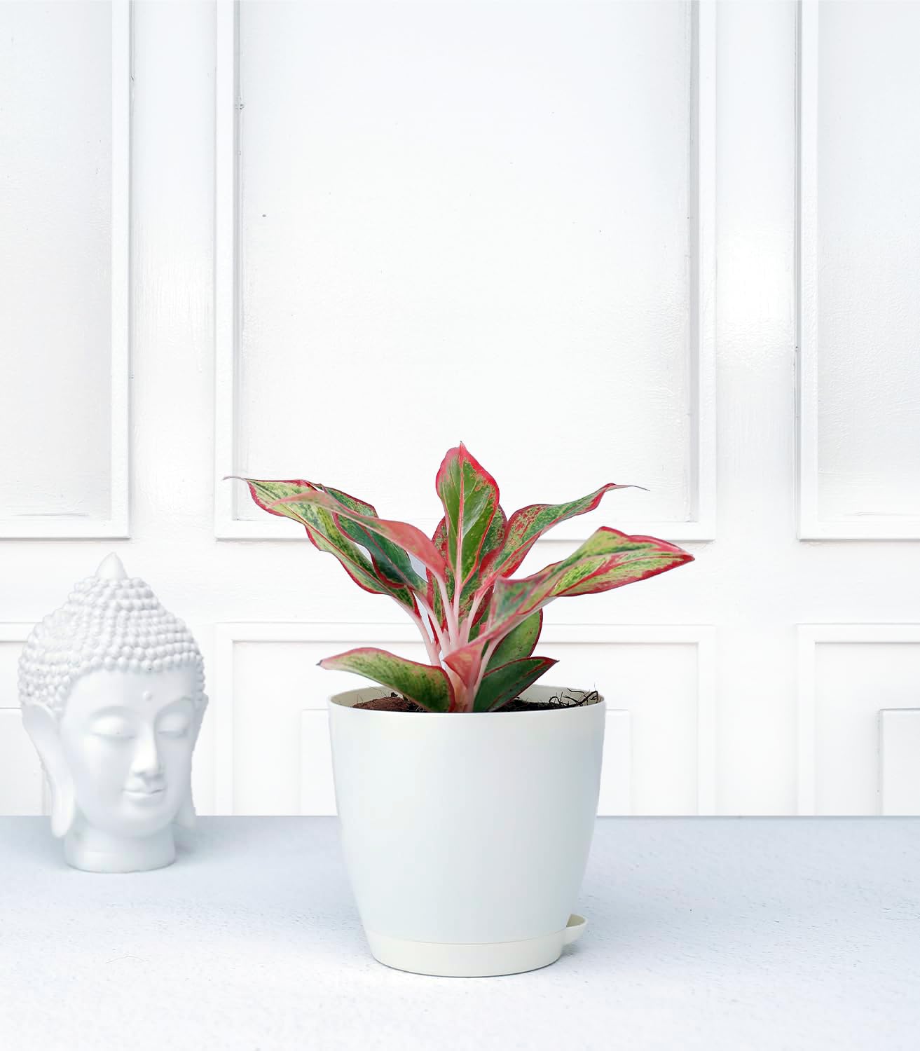 See full amazon price history chart for Nurturing Green® Low Maintenance Aglaonema Red Gold Plant in Ivory Self Watering Plastic Pot (Size: 4.5Inch * 4.33Inch) | Indoor Plants For Living Room |Live Plants with pots Nurturing Green® Low Maintenance Aglaonema Red Gold Plant in Ivory Self Watering Plastic Pot (Size: 4.5Inch * 4.33Inch) | Indoor Plants For Living Room |Live Plants with pots (B0CB35K6WQ) Amazon Price History, Amazon Price Tracker