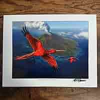 Mark Pooleアートプリント　極楽鳥　Birds of Paradise Birds of Paradise · Fourth Edition (4ED) #234 · Scryfall