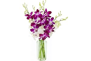 KaBloom Mother's Day Orchid Collection