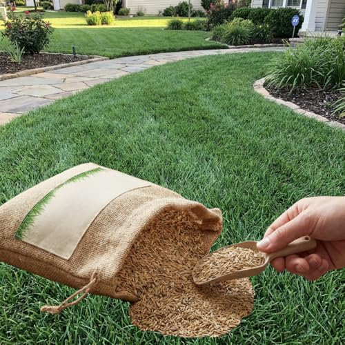 12000 Zoysia Empire Grass Seeds Zoysia Grass Seeds Low-Maintenance for Home Yards and Gardens