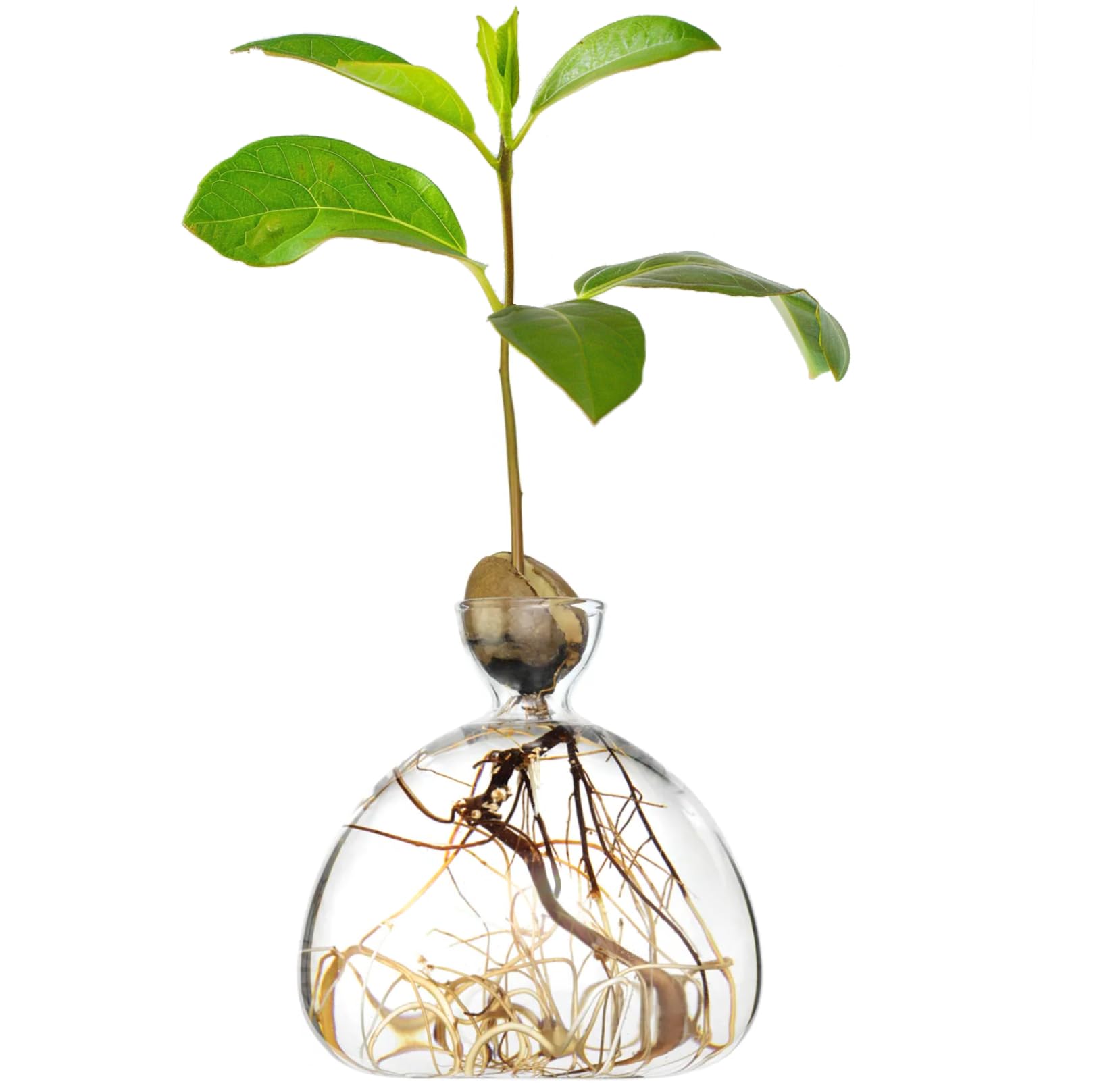 AGONIS Aufzucht-Glas fr Avocados und Kastanien | Hochwertiges Keimglas,  besonderes Garten Geschenk, Aufzuchtset fr Kerne, Samen, Keime :  Amazon.de: Garten