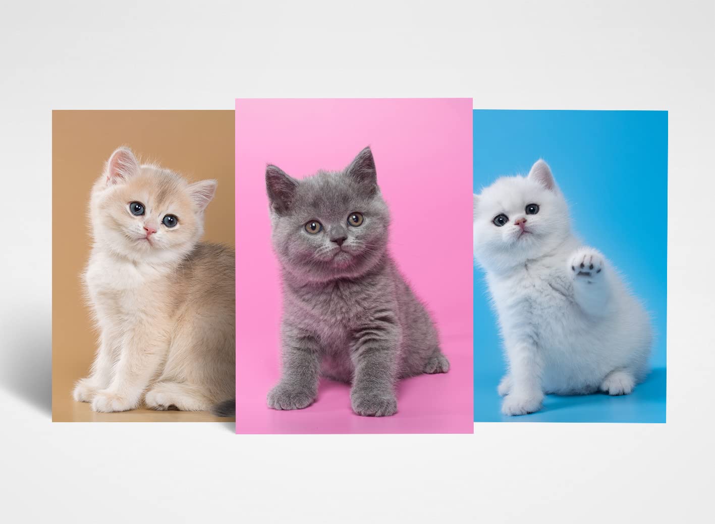 Dv Design 3 X A4 Adorable Kitten Posters - Cats Animal Pets Trio Of Prints Portrait Poster Gift