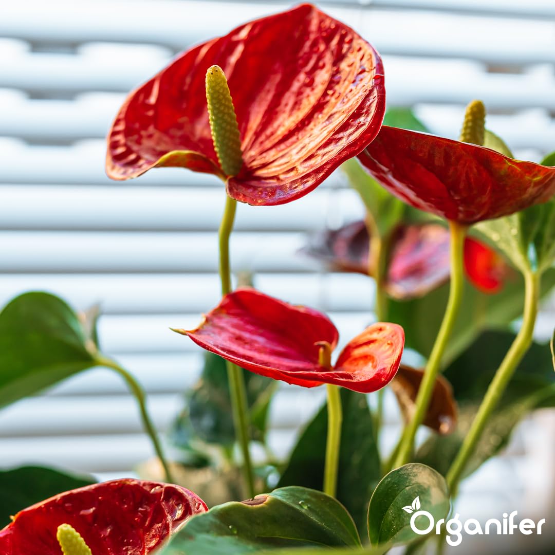 Anthurium Engrais liquide – Engrais liquide organique pour fleurs abondantes & racines solides – Favorise les tiges & vitalité – Organifer (1L)