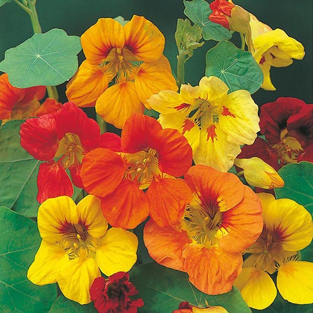 LIVE GREEN Flower Seeds | Nasturtium Mix Color Flower Seeds For Home Gardening (50 seeds Pack) (B09BV811RB) Amazon Price History, Amazon Price Tracker
