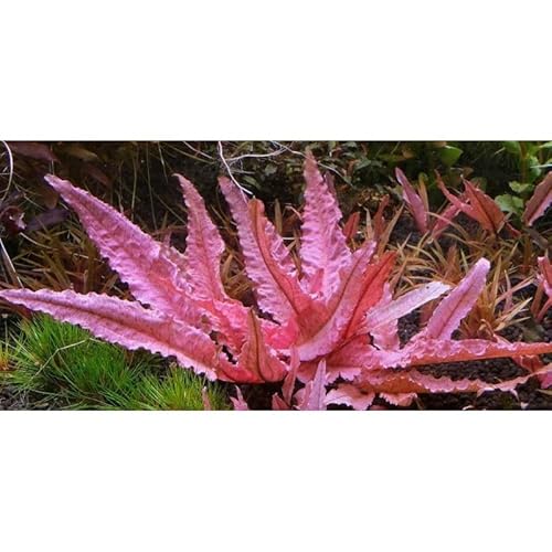 Cryptocoryne wendtii 'Pink Panter'- Pianta per