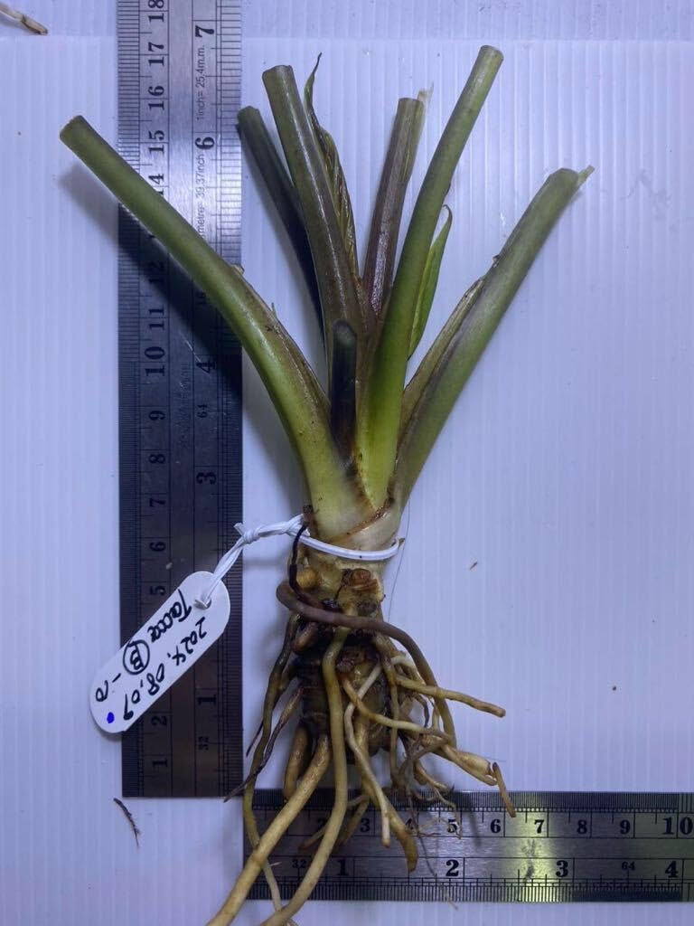 Amazon.co.jp: タッカ シャントリエリ苗 Tacca chantrieri(Black Bat