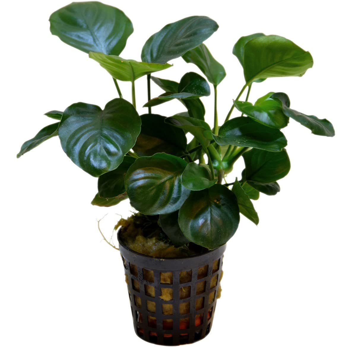 Anubias barteri var. nana "Coin Leaf" - Piante d'acquario