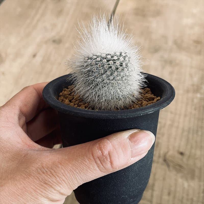 Amazon｜サボテン：ノトカクタス ルディブエネケリ*｜観葉植物