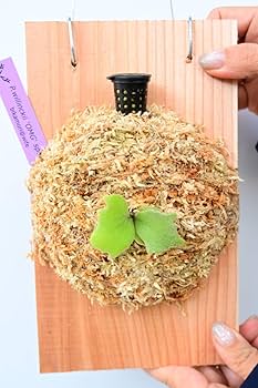 ② ビカクシダ OMG sp Amazon.co.jp: P.willinckii 'OMG' spored② @bikamori.com