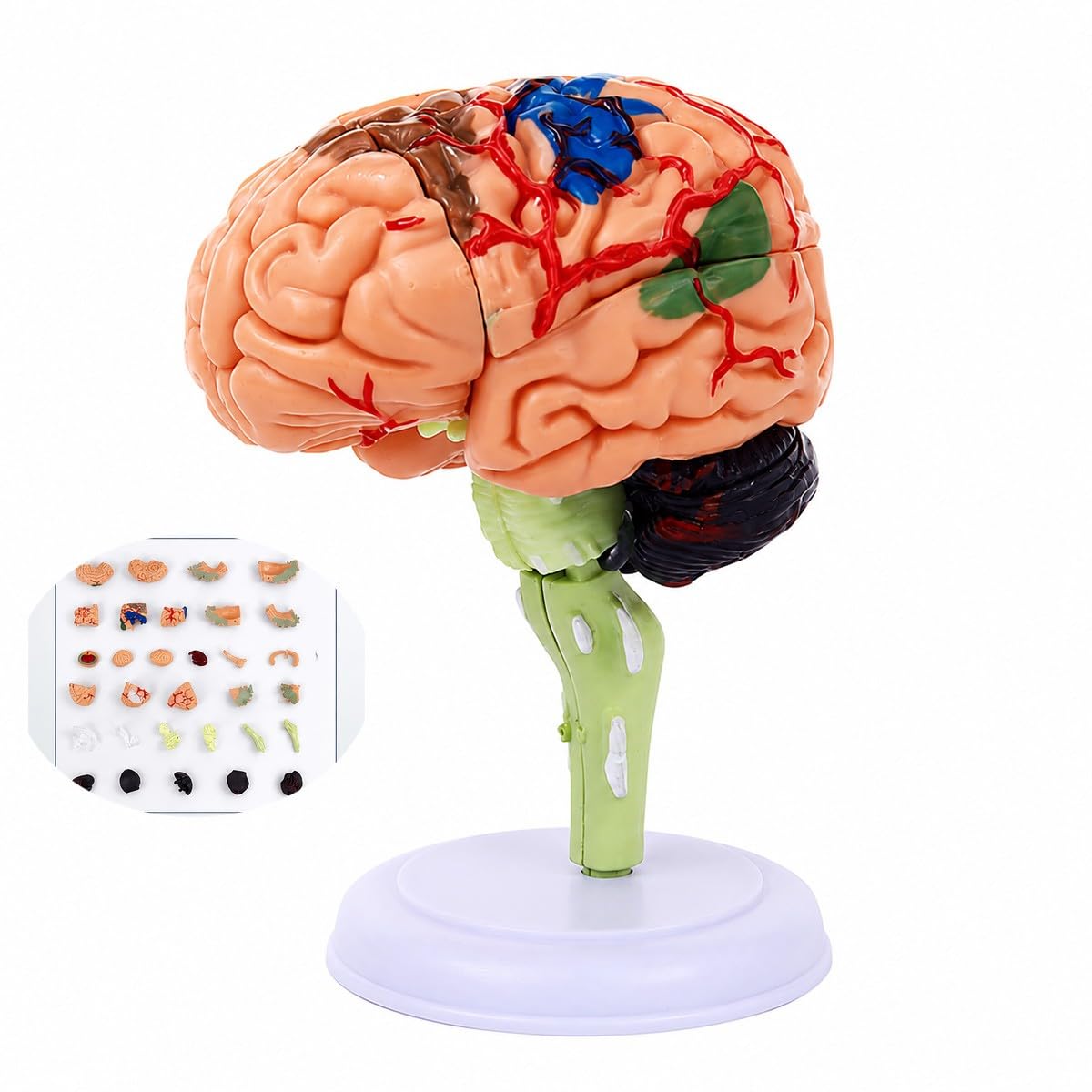 Bananaww Disassembled Human Brain Anatomy Model with Display Base, Anatomical Brain Model for Medical Training, Realistic Brain Structure for Schools, Science Learning