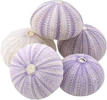 61r4FyOBTXL._AC_UF350, 61r4FyOBTXL._AC_UF350,