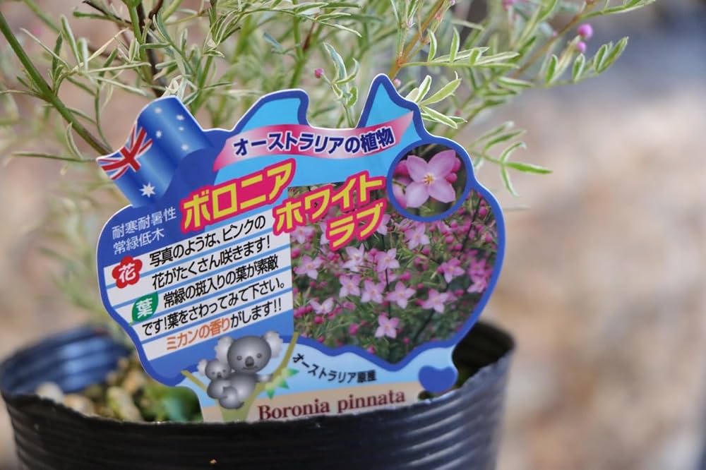 Amazon.co.jp: 斑入り ボロニア ピナータ ホワイトラブ 3.5号ポット苗 Amazon.co.jp: 斑入り ボロニア ピナータ ホワイトラブ 3.5号ポット苗