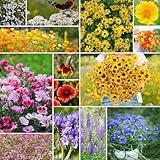 Eden Brothers Bird & Butterfly Wildflower Mixed Seeds for Planting, 1/4 lb, 120,000+ Seeds with Cosmos, Indian Blanket | Attracts Pollinators, Plant in Spring or Fall, Zones 3, 4, 5, 6, 7, 8, 9, 10