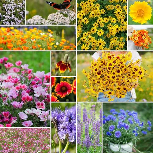 Eden Brothers Bird & Butterfly Wildflower Mixed Seeds for Planting, 1/4 lb, 120,000+ Seeds with Cosmos, Indian Blanket | Attracts Pollinators, Plant in Spring or Fall, Zones 3, 4, 5, 6, 7, 8, 9, 10