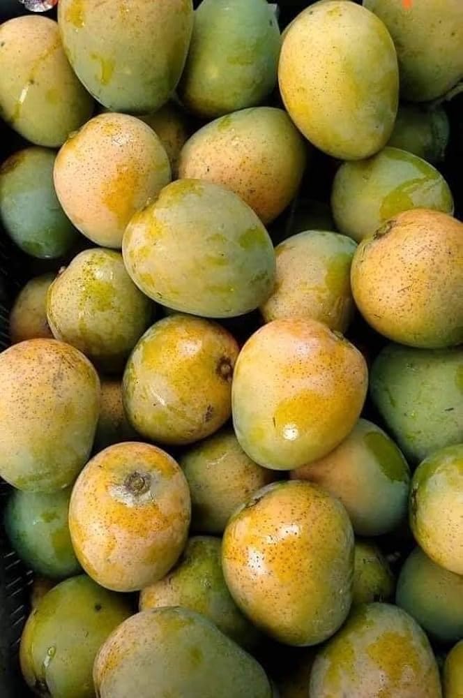 See full amazon price history chart for THE GREEN VIEW GARDENS Sweet Himsagar Mango Plant (Height 1.5-2 FT) Himsagor Grafted Mango Plant Fruit & Tree THE GREEN VIEW GARDENS Sweet Himsagar Mango Plant (Height 1.5-2 FT) Himsagor Grafted Mango Plant Fruit & Tree (B0CKX314M3) Amazon Price History, Amazon Price Tracker