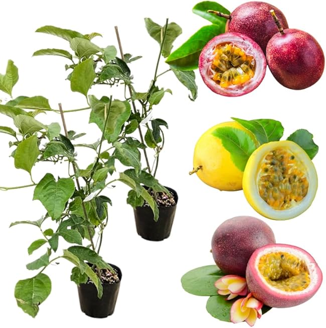 Pack 2 Mixed Passion Fruit Vine Plant Live, Perennial Tropical Fruit Tree for Garden or Trellis, 5-10 Inches Tall