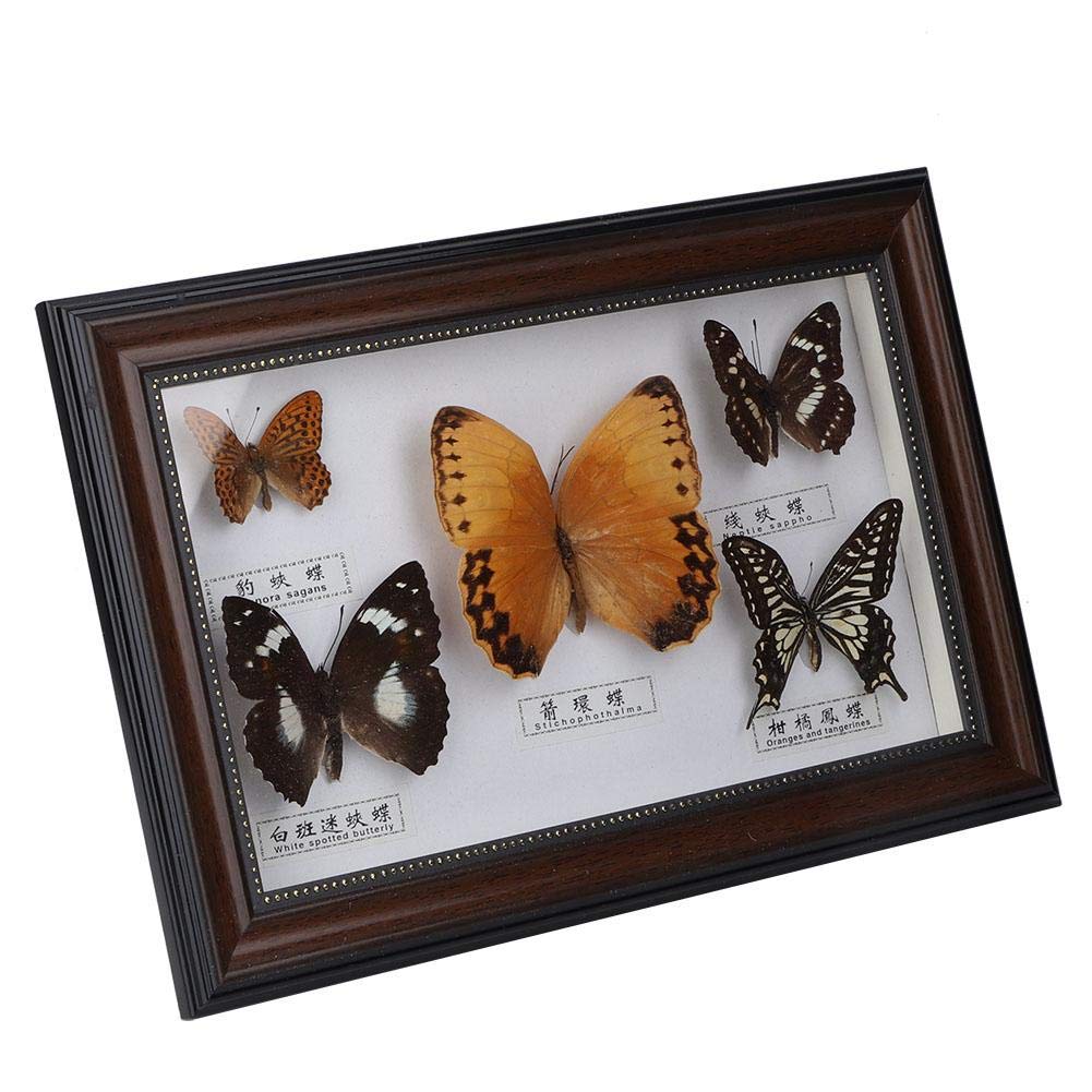 Véritable Papillon Encadré 5 Pièce Affichage Spécimen Taxidermie Home Blanc