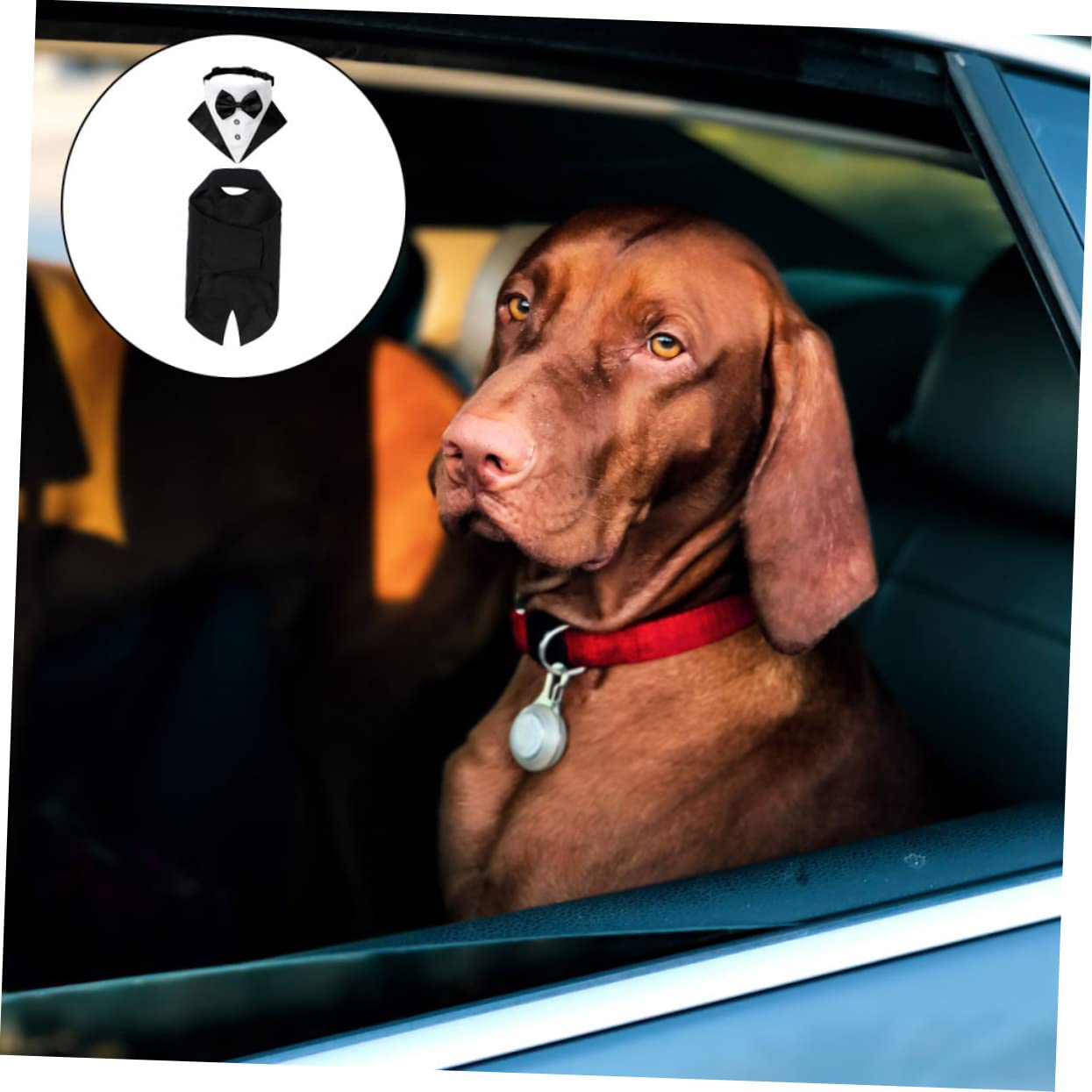 BESTonZON Costume Et Bandana pour Chien Déguisement Formel pour Animal De Compagnie Déguisement De Transport pour Chien Décoration pour