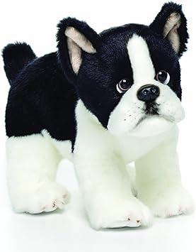 small boston terrier