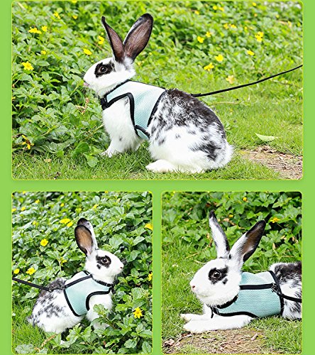 Arnés para gatos pequeños y conejos ajustable azul kit de correa para caminar 7