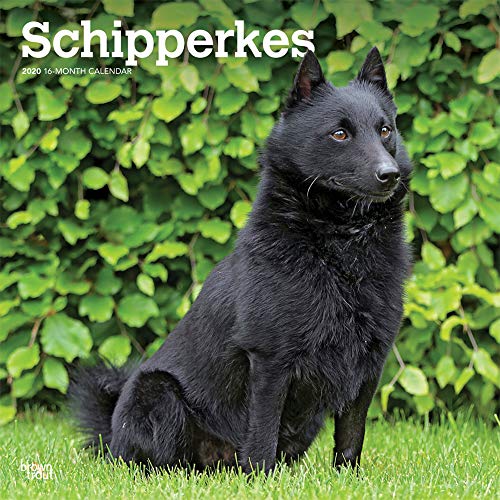 Télécharger Schipperkes 2020 Calendar Livre PDF Gratuit