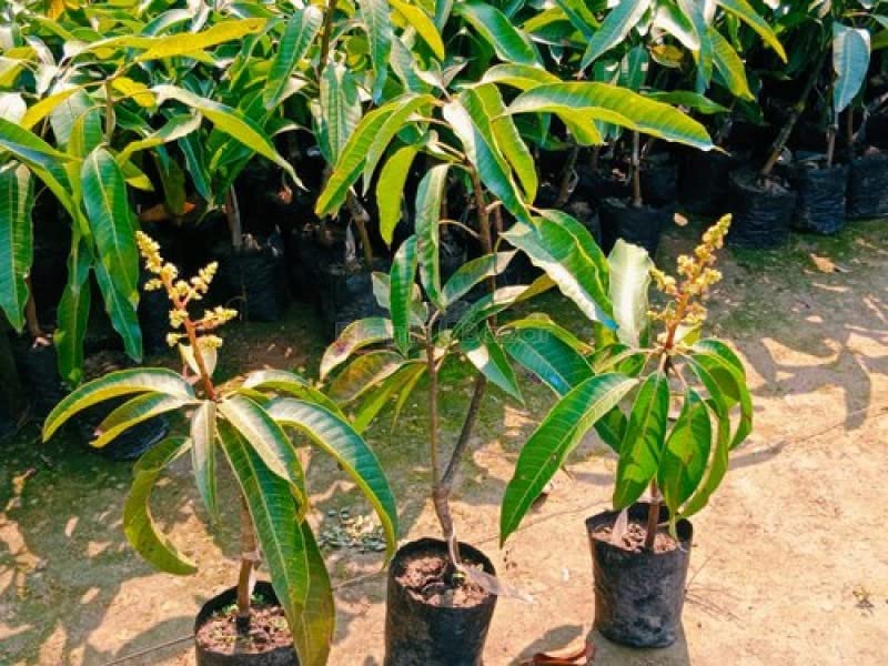 Cloud Farm Totapuri Mango Hybrid Live Plant-Grafted Healthy Outdoor Plant CF_308 (B0BDXPC6DQ) Amazon Price History, Amazon Price Tracker