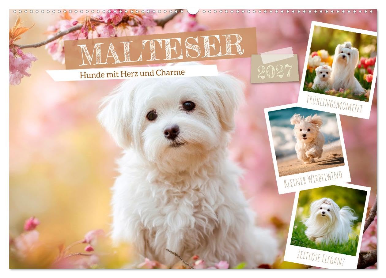 CALVENDO · Malteser - Hunde mit Herz und Charme (Kalender 2027) | DIN A2 Querformat · Wandkalender · Momente voller Anmut und Freude erleben